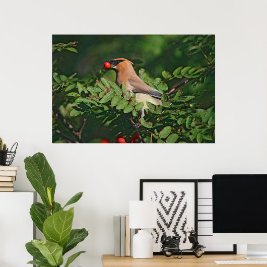 Cedar Waxwing Eating Mountain Ash Berry Poster (Heimbüro)