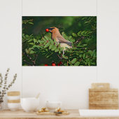 Cedar Waxwing Eating Mountain Ash Berry Poster (Küche)