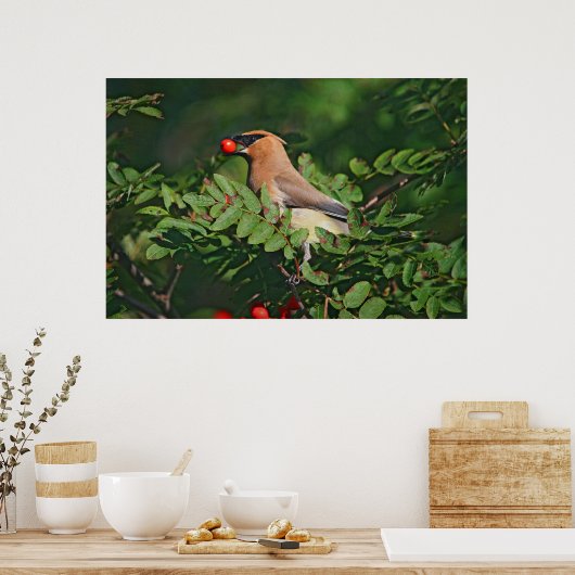 Cedar Waxwing Eating Mountain Ash Berry Poster (Küche)