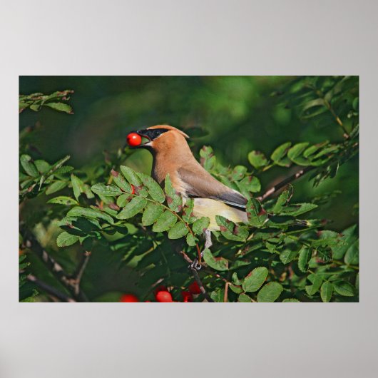 Cedar Waxwing Eating Mountain Ash Berry Poster (Vorne)