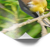 Cedar Waxwing Foto Print (Ecke)