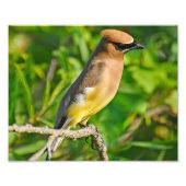 Cedar Waxwing Foto Print (Vorne)