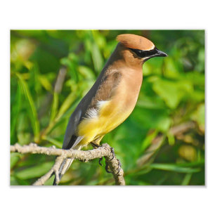 Cedar Waxwing Foto Print
