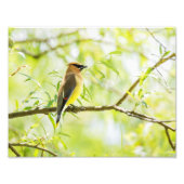 Cedar Waxwing Fotodruck (Vorne)