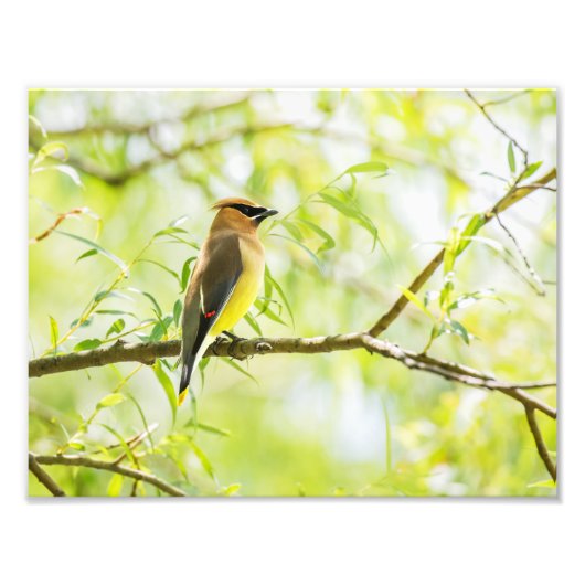 Cedar Waxwing Fotodruck (Vorne)