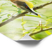 Cedar Waxwing Fotodruck (Ecke)