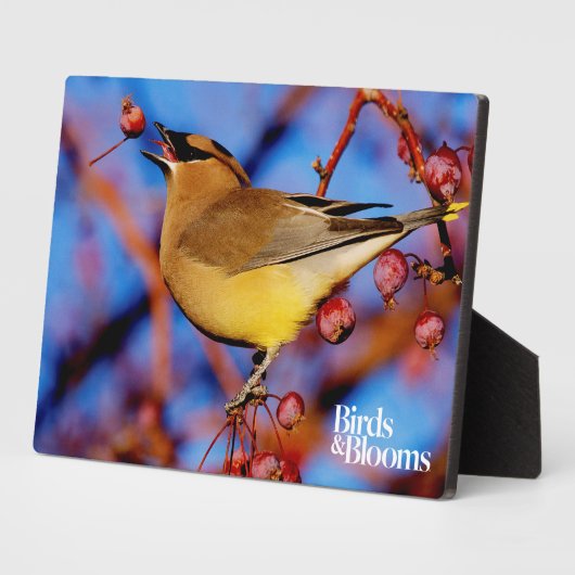 Cedar Waxwing Fotoplatte (Seite)