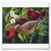 Cedar Waxwing in Raspberries Foto Print (Vorne)