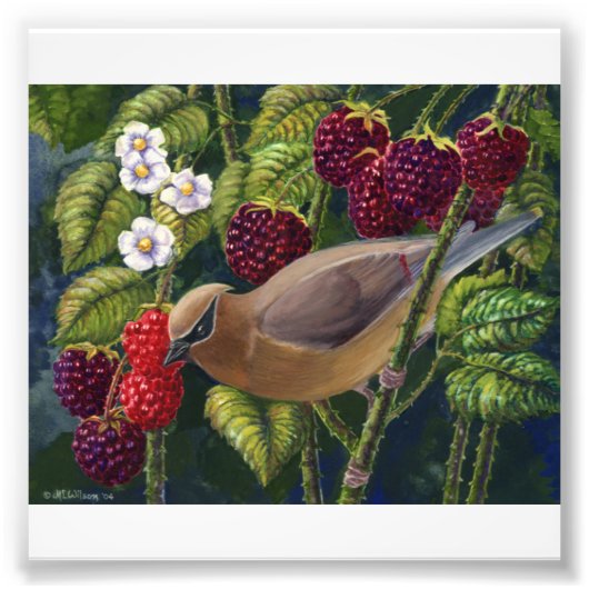 Cedar Waxwing in Raspberries Foto Print (Vorne)