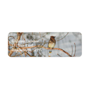 Cedar Waxwing in Winter Animal Address