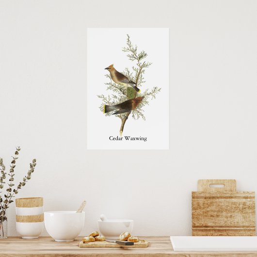 Cedar Waxwing, John Audubon Poster (Küche)