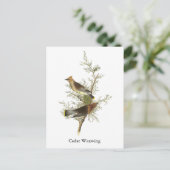 Cedar Waxwing, John Audubon Postkarte (Stehend Vorderseite)