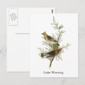 Cedar Waxwing, John Audubon Postkarte (Vorne/Hinten)