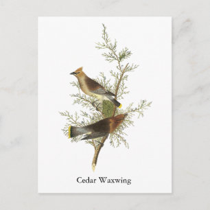 Cedar Waxwing, John Audubon Postkarte