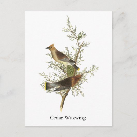 Cedar Waxwing, John Audubon Postkarte (Vorderseite)