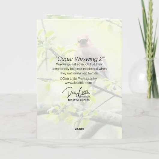 Cedar Waxwing Karte (Rückseite)