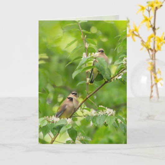 Cedar Waxwing Karte (Gelbe Blume)