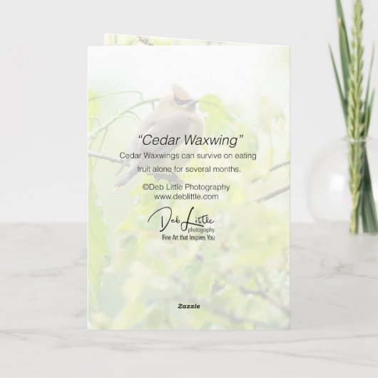 Cedar Waxwing Karte (Rückseite)