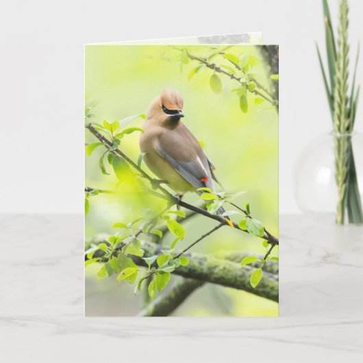 Cedar Waxwing Karte (Vorderseite)