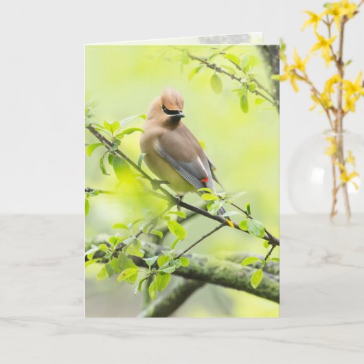 Cedar Waxwing Karte (Gelbe Blume)