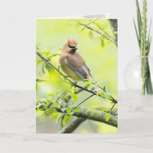 Cedar Waxwing Karte