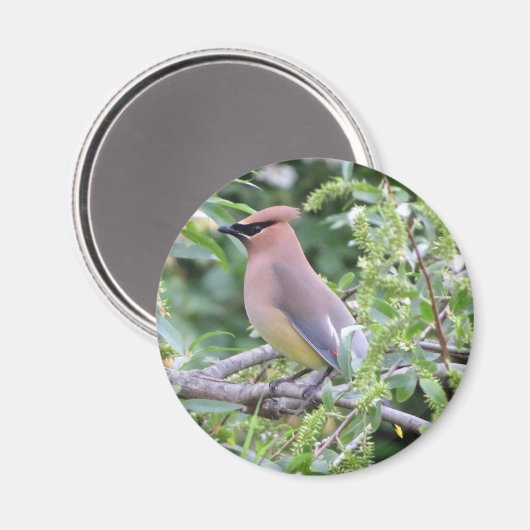 Cedar Waxwing Magnet (Vorderseite/Rückseite)