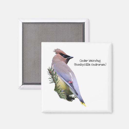 Cedar Waxwing Magnet (Vorderseite/Rückseite)