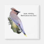 Cedar Waxwing Magnet (Vorne)