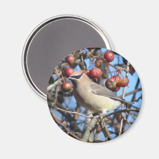 Cedar Waxwing Magnet (Vorderseite/Rückseite)