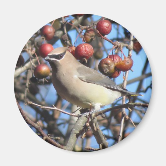 Cedar Waxwing Magnet (Vorne)