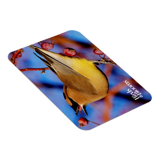 Cedar Waxwing Magnet (Rechte Seite)