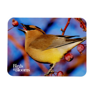 Cedar Waxwing Magnet