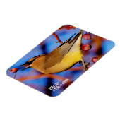 Cedar Waxwing Magnet (Linke Seite)