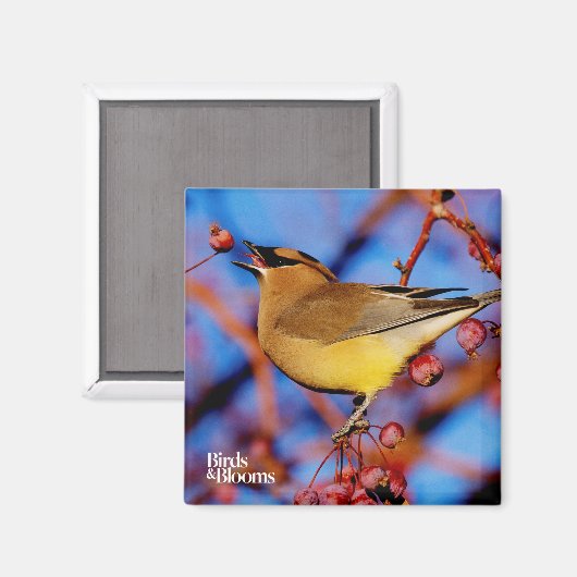 Cedar Waxwing Magnet (Vorderseite/Rückseite)