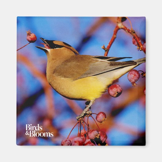 Cedar Waxwing Magnet (Vorne)
