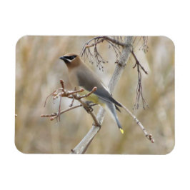 Cedar Waxwing Magnet