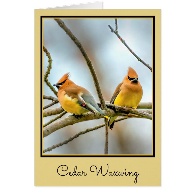 Cedar Waxwing - Original Foto (Vorne)