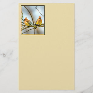 Cedar Waxwing - Original Foto Briefpapier