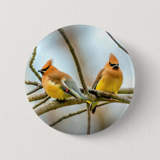 Cedar Waxwing - Original Foto Button (Vorderseite)