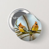 Cedar Waxwing - Original Foto Button (Vorne & Hinten)