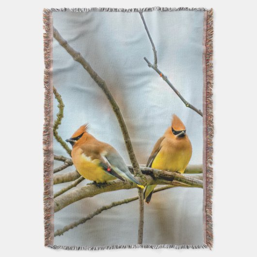 Cedar Waxwing - Original Foto Decke (Vorderseite Vertikal)