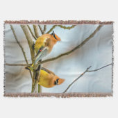 Cedar Waxwing - Original Foto Decke (Vorderseite)