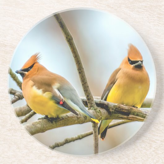 Cedar Waxwing - Original Foto Getränkeuntersetzer (Vorne)