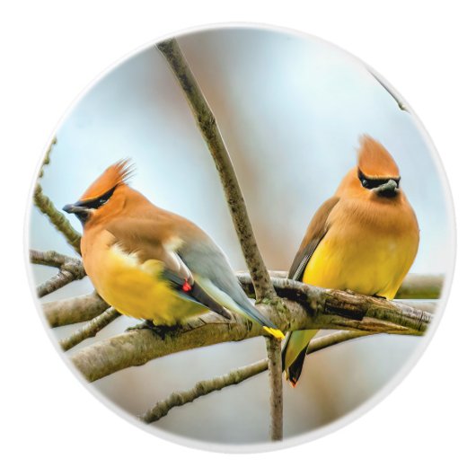 Cedar Waxwing - Original Foto Keramikknauf (Vorderseite)