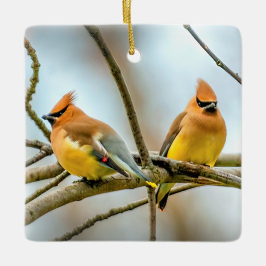 Cedar Waxwing - Original Foto Keramikornament (Vorderseite)