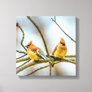 Cedar Waxwing - Original Foto Leinwanddruck