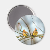 Cedar Waxwing - Original Foto Magnet (Vorderseite/Rückseite)