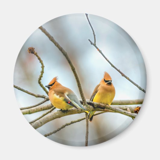 Cedar Waxwing - Original Foto Magnet (Vorne)
