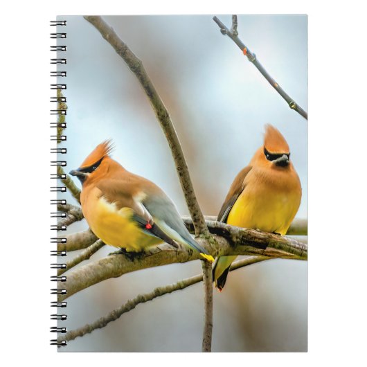 Cedar Waxwing - Original Foto Notizblock (Vorderseite)