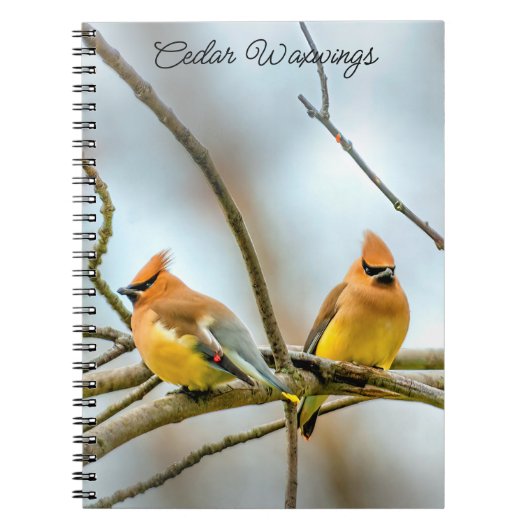 Cedar Waxwing - Original Foto Notizblock (Vorderseite)